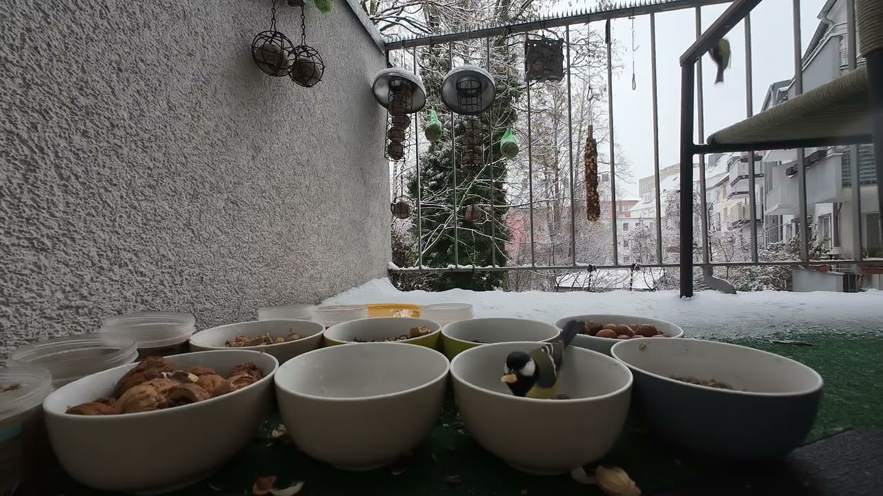 Vogelschar bei Schneegestöber   Teil 8