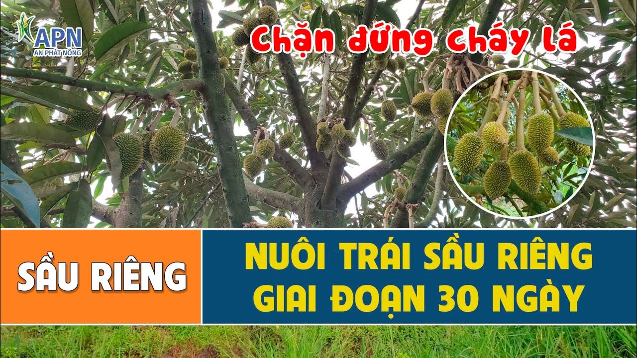 APN - KINH NGHIỆM NUÔI TRÁI SẦU RIÊNG GIAI ĐOẠN 30 NGÀY TUỔI | TUYỆT CHIÊU CHẶN NHANH CHÁY LÁ