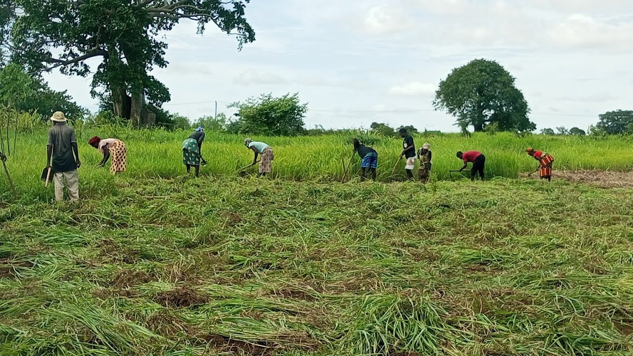 HÁ CONFLITO ENTRE AGRICULTORES E SUPOSTA TÉCNICA DA SAVE THE CHILDREN EM NACALA