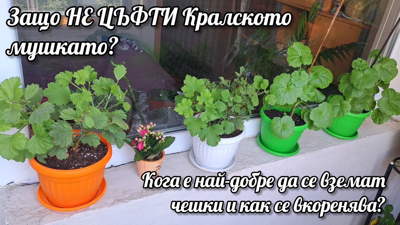 Защо НЕ ЦЪФТИ Кралското мушкато? Кога е най-добре да се вземат чешки и как се вкореняват? ☝🏻🌱