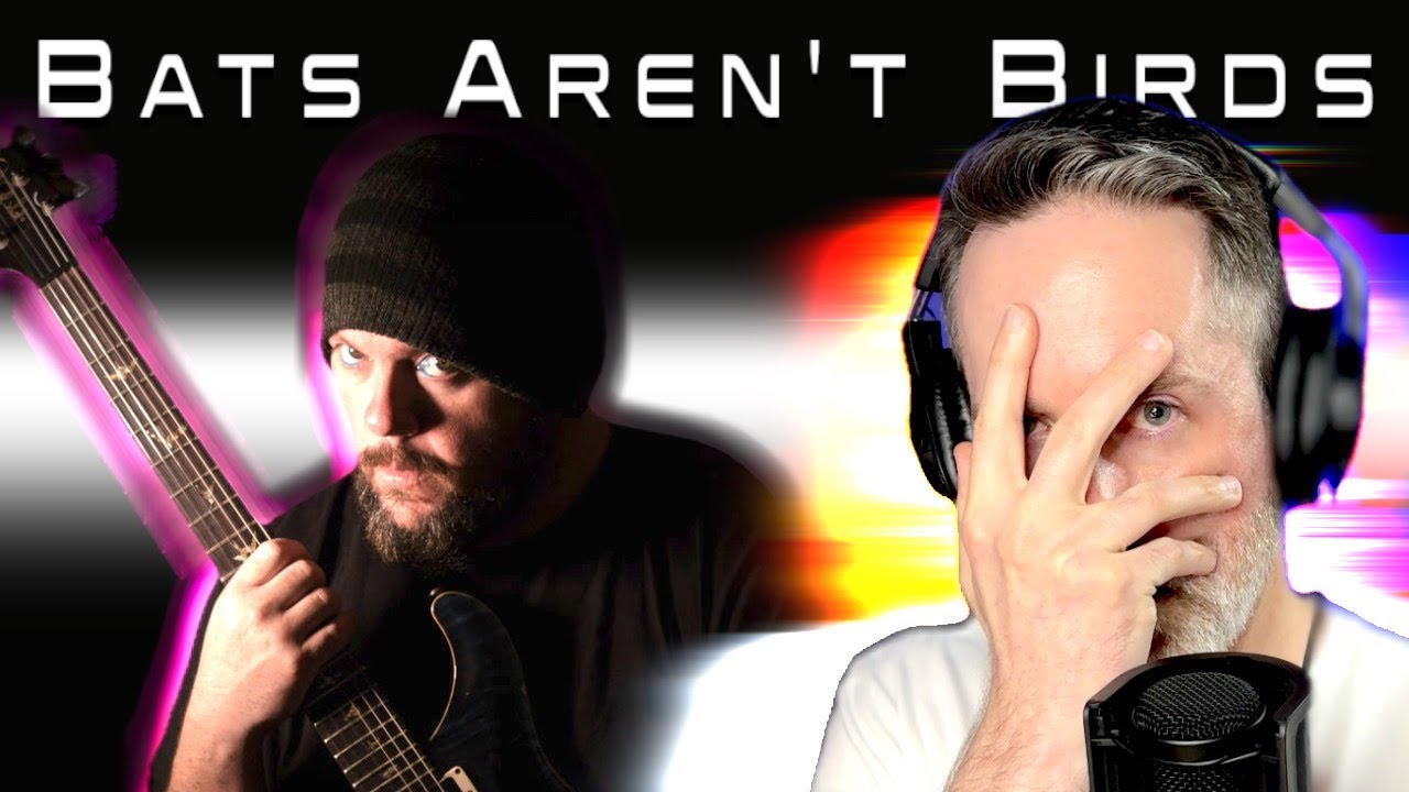 Toehider - Bats Aren't Birds Reaction
