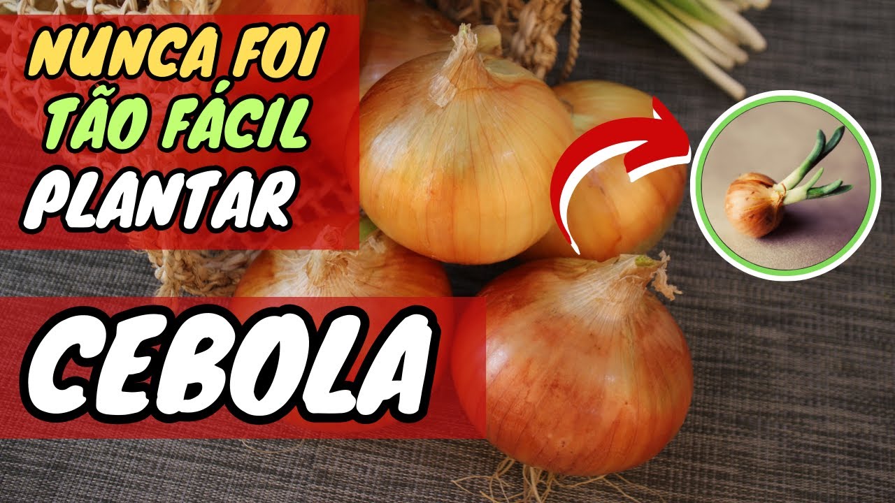 🔴COMO PLANTAR CEBOLA ( GUIA MAIS COMPLETO)