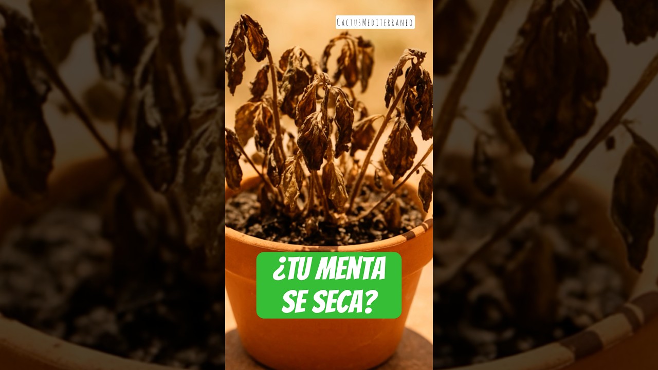 🚫 Tu menta se seca por ESTOS errores (y c&oacute;mo salvarla) #shorts