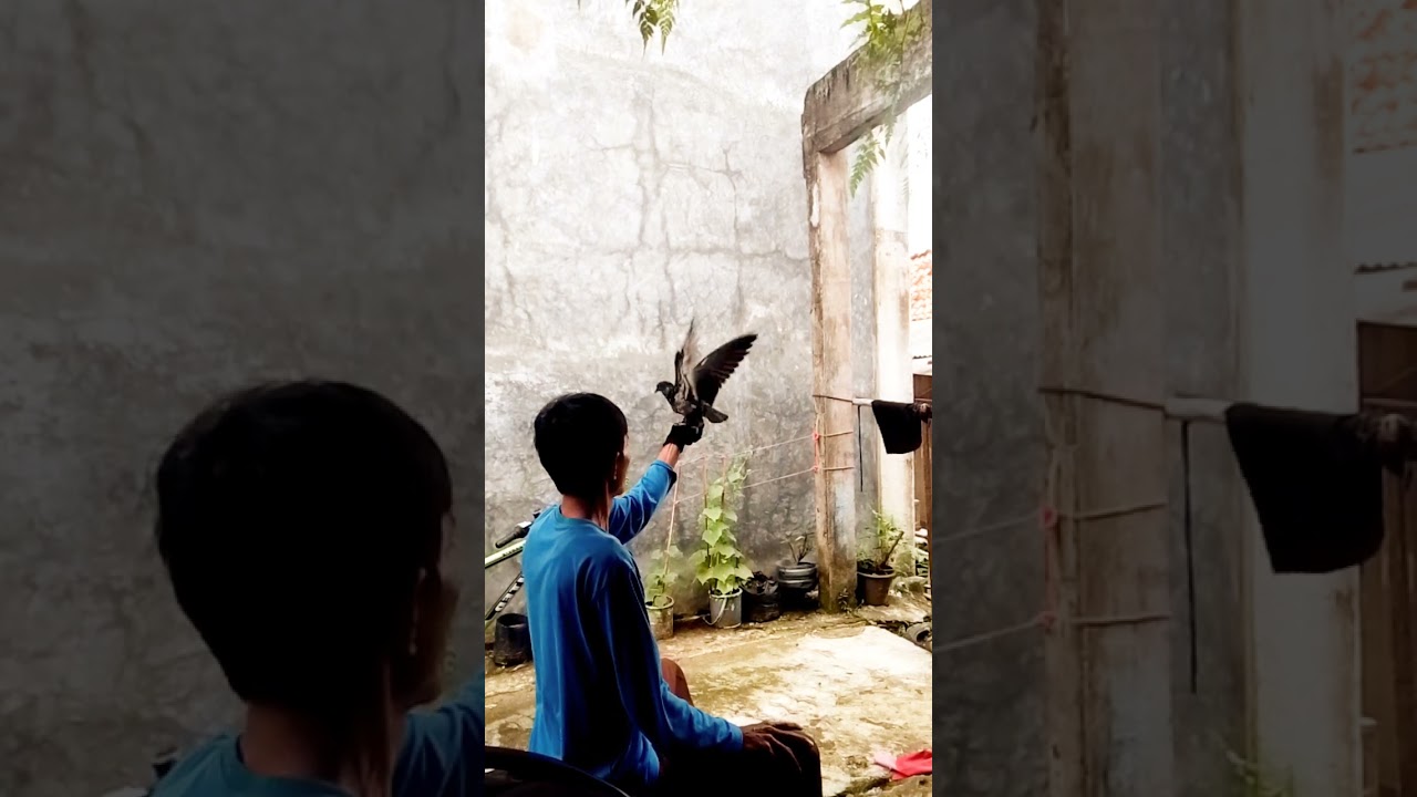 #trending #pecintamerpati #merpatijawa #pigeon #hewanpeliharaan #trending#fyp