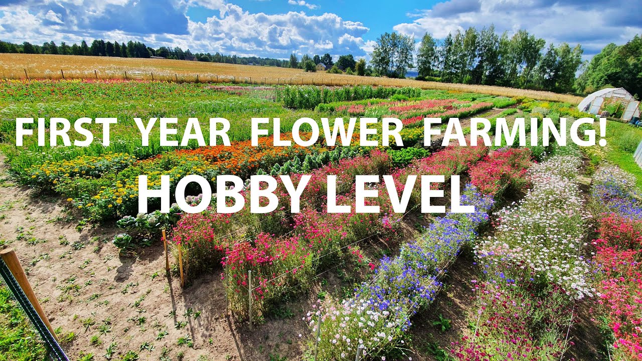 First Year Flower Farming, Growing Cut Flowers