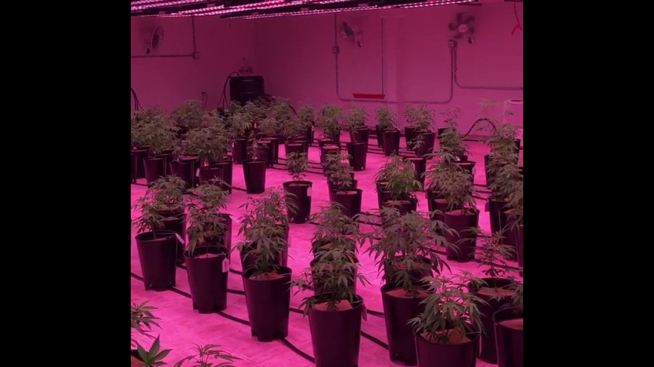 VividGro&reg; LED Grow Lights - Cannabis LED Grow - VividGro V2 LED Grow Fixtures