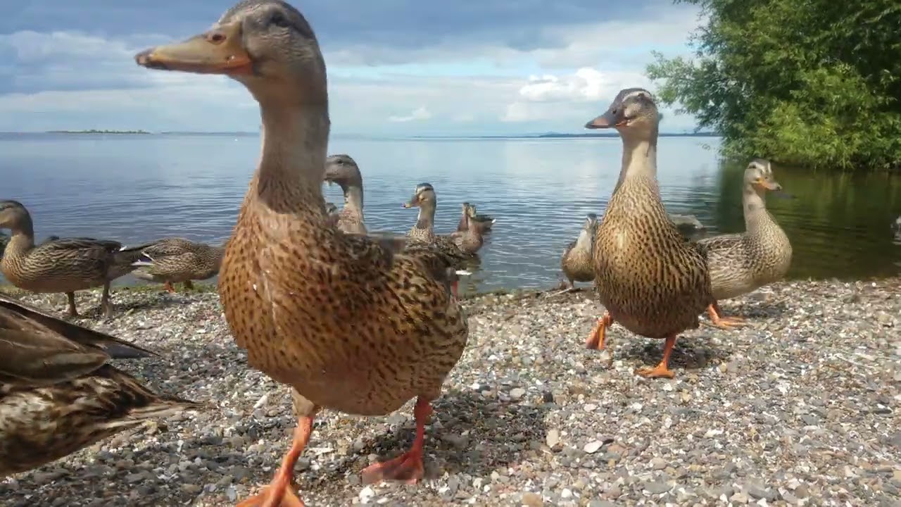 ♥️🇮🇪#beautiful💓MALLARD DUCKS🦆LOUGH NEAGH🧞‍♂️OXFORD ISLAND IRELAND🇮🇪Subscribe🙏🏻LIKE🙏🏻#ireland💓#nature