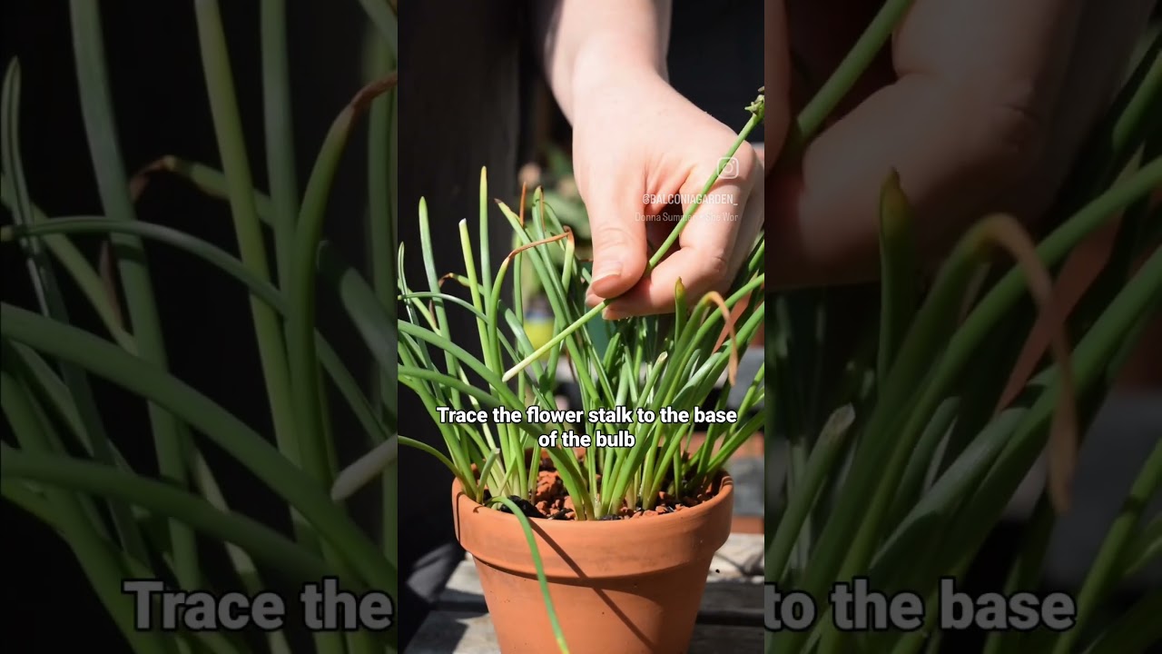 How To Deadhead Grape Hyacinth (Muscari) #shorts