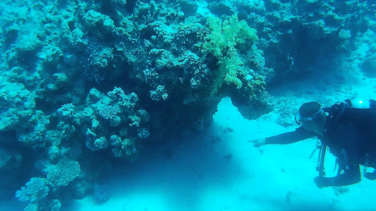 Diving 2015, Sharm El Shake, White Knight