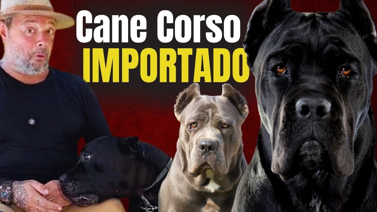 O C&Atilde;O DE GUARDA MAIS PODEROSO DO MUNDO!