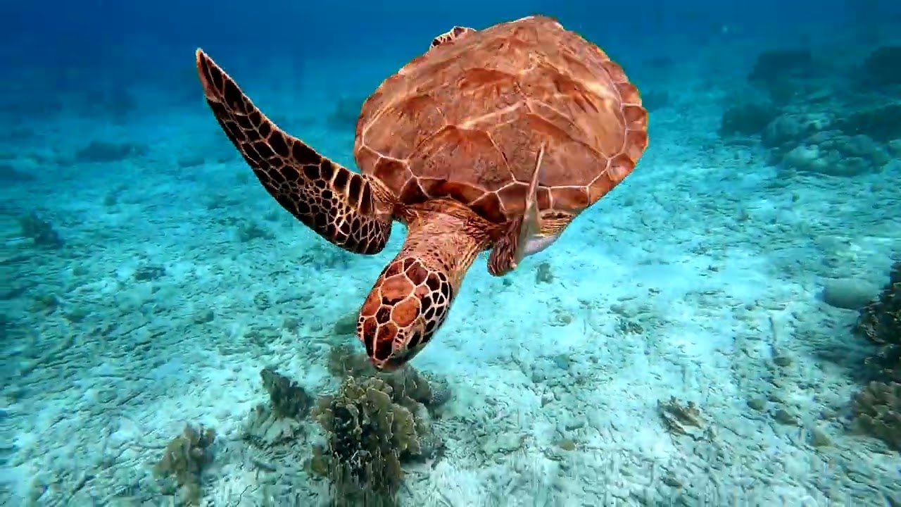 Bonaire 2024