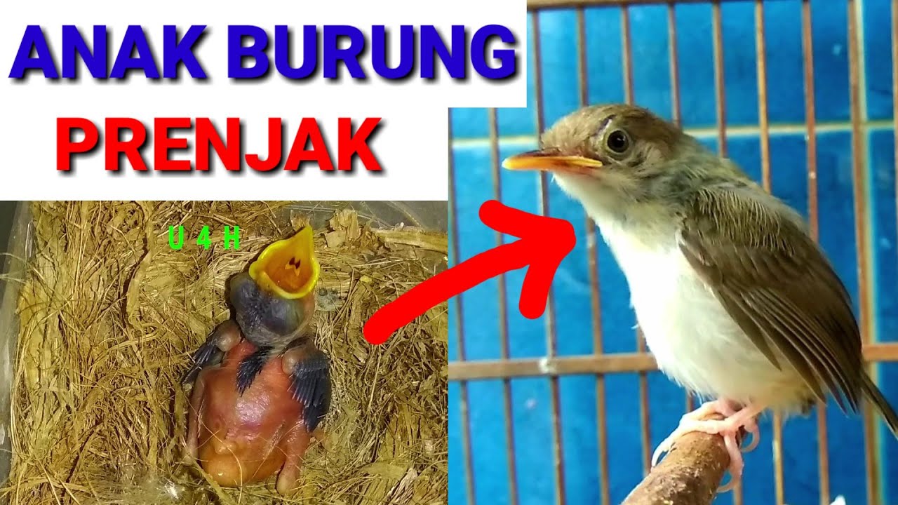 Cara meloloh anak burung prenjak serta perkembangannya