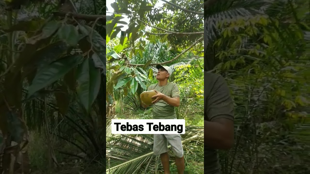 Tebang kelapa tanam sawit bersama teman 