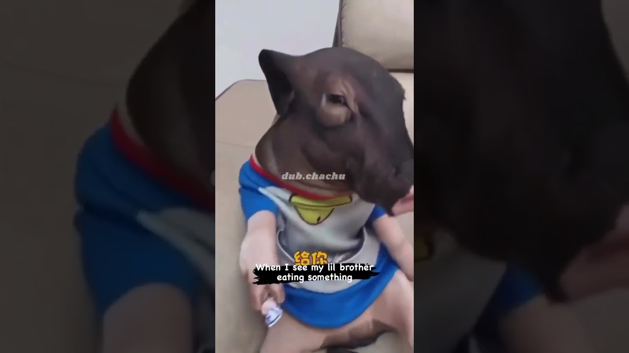 dub chachu voice over 😍 #animaldubbing #pig #exndle #hindidubbed #shorts #youtubeshorts #viralvideo