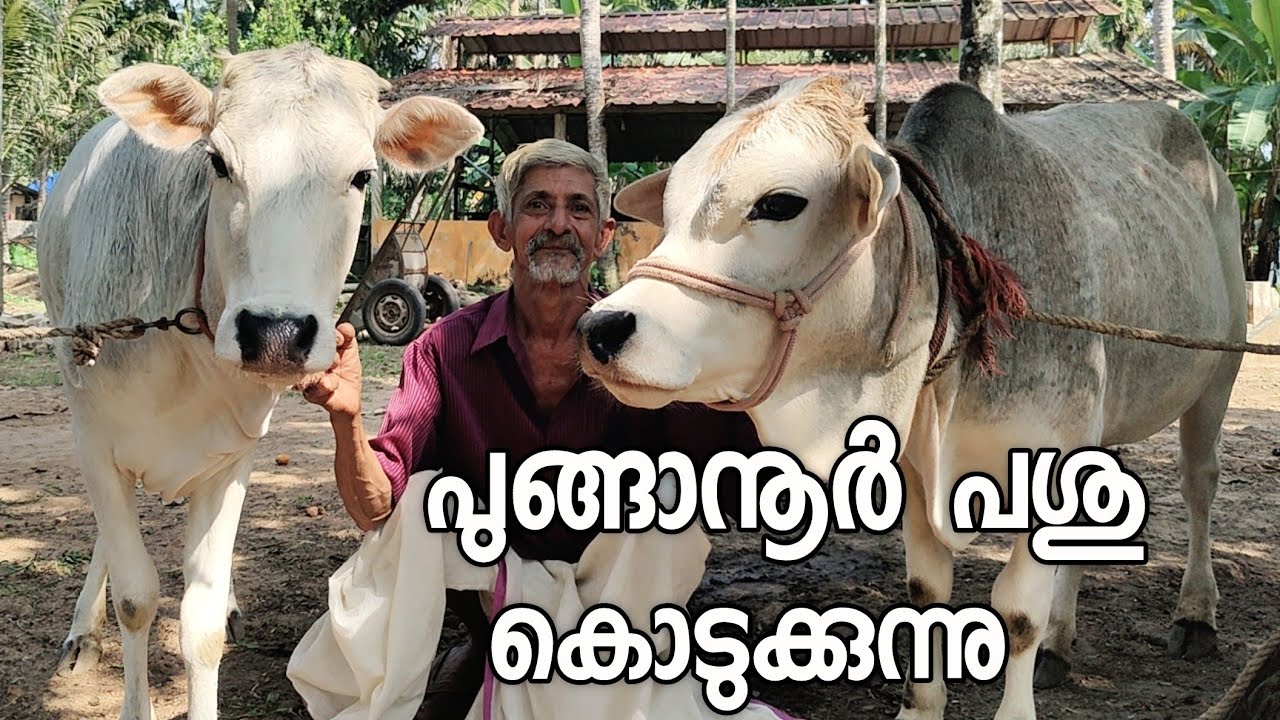 പുങ്ങാനൂർ പശു വെച്ചൂർ പശു കൊടുക്കുന്നു cow farming malayalam