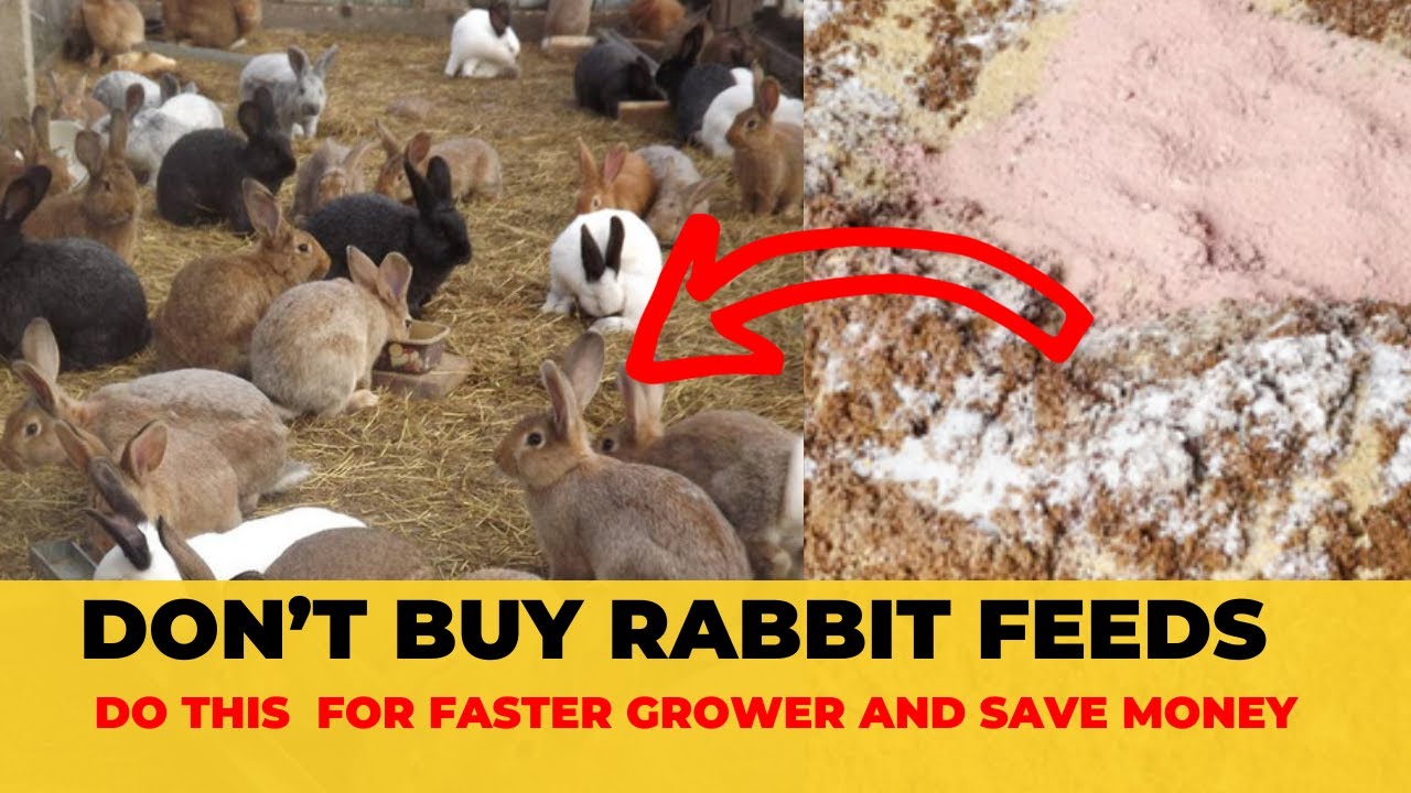 Rabbit Farming: How to Mix the Perfect Nutritious Meal for Your Bunnies!