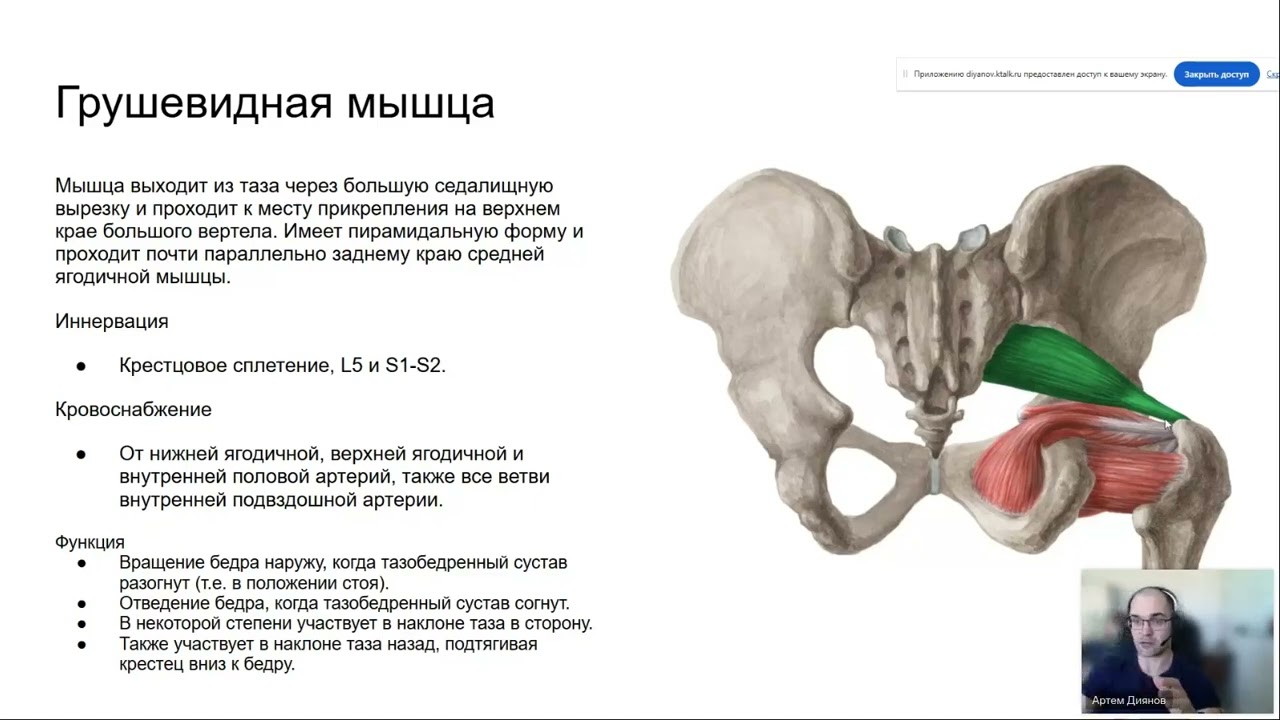 Ягодицы,грушевидная и синдром грушевидной мышцы в науке и фитнесе. 