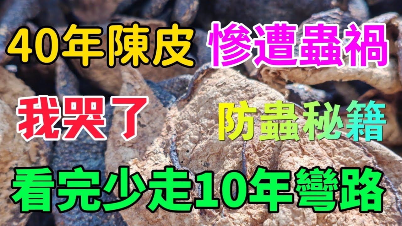 千萬別犯我的錯，40 年舊陳皮被蟲毀，我用 40 年陳皮的代價，換來老陳皮保管秘籍，新舊陳皮功效差別驚人！