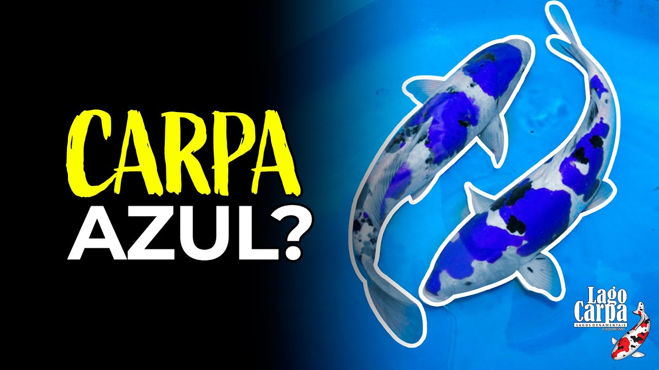 EXISTE CARPA AZUL?? ENTENDA SOBRE ESSA CARPA LINDA!!