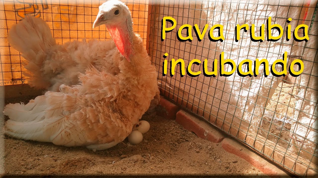 PAVA RUBIA INCUBANDO *GUAJOLOTA CLUECA *aves de corral