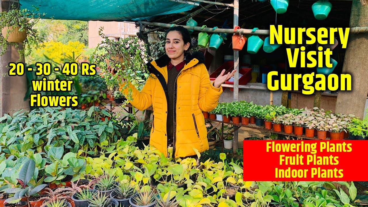 Nursery Visit in Gurugram Sec- 50 | Rs. 20 Winter Flowers | Fruits Plants | Best Quality Plants