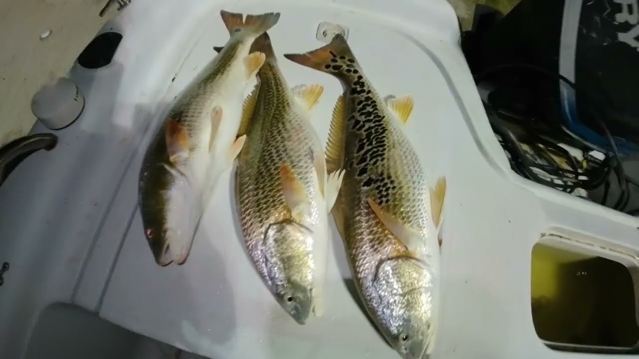 How to find Redfish (Braunig Lake, Calaveras Lake)