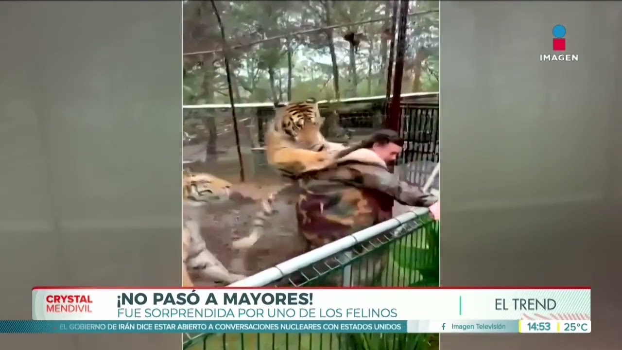 ¡Sustazo! Mujer le dio la espalda a un tigre en Mazamitla, Jalisco y esto sucedió | Crystal Mendivil