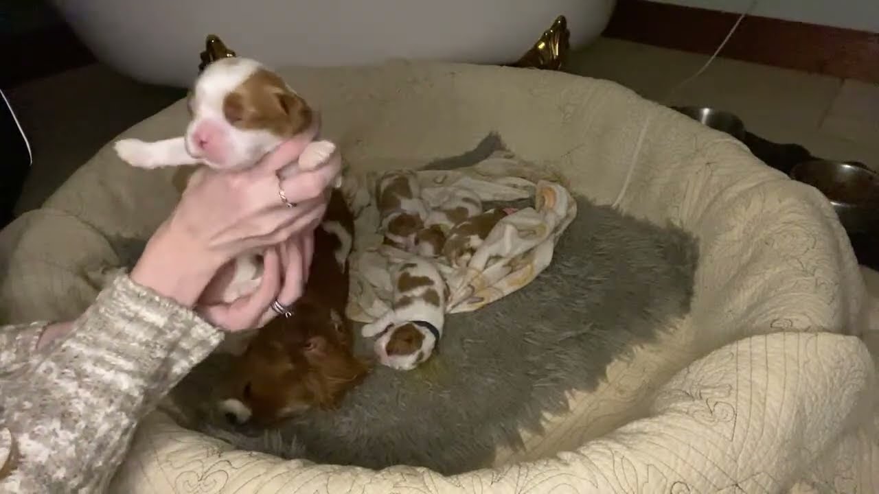 Potty Training Doesn't Stop Overnight: Paris and her 2-week-old Puppies
