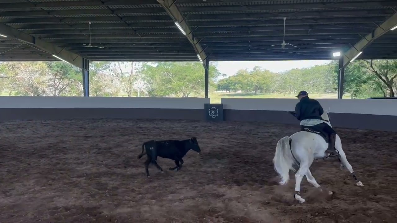 Glorioso becerra hija del C16 / C 38 