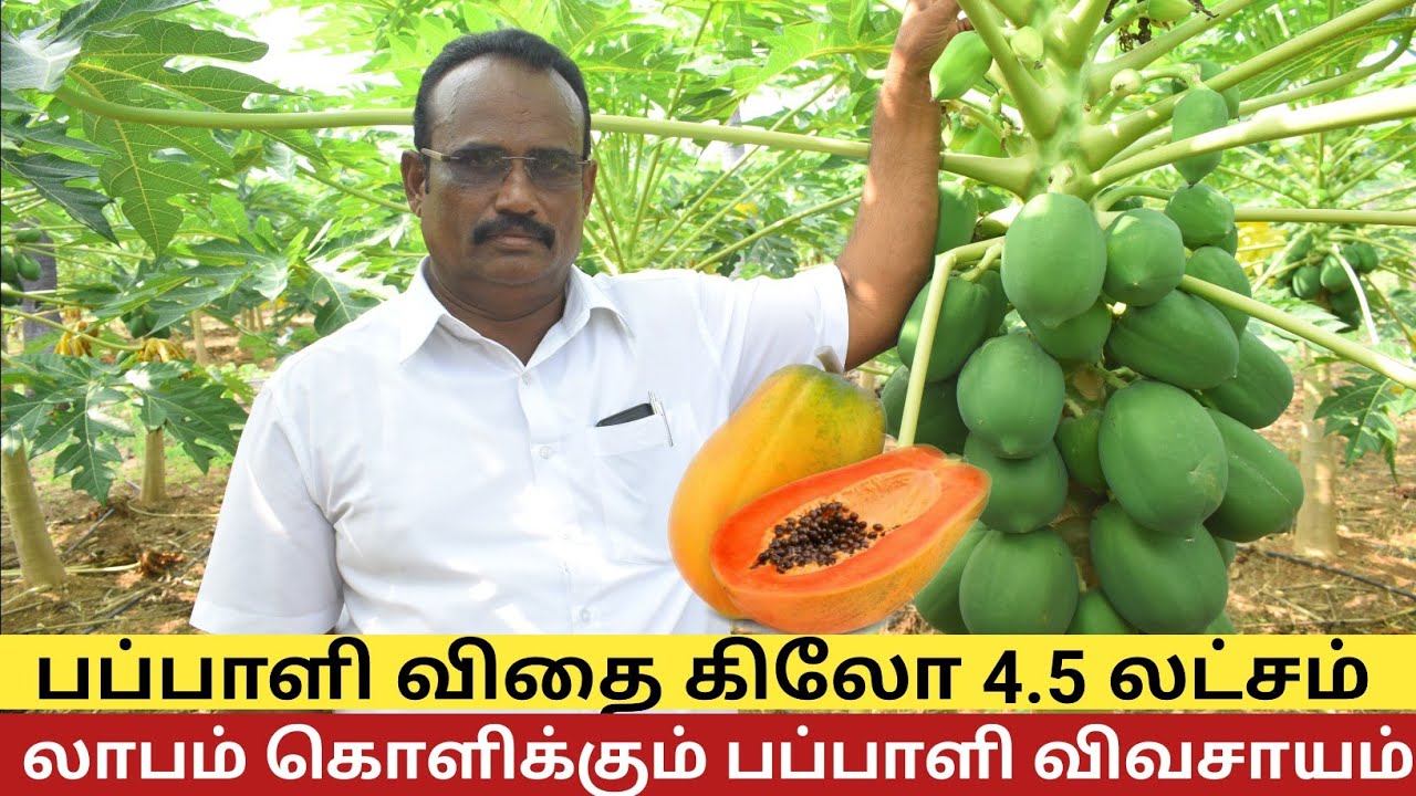 1 மரத்தில் 250 கிலோ பப்பாளி ஏக்கருக்கு 4 லட்சம் ஆண்டு வருமானம் | Papaya cultivation