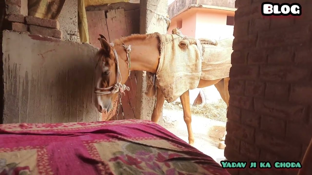 Ghode vali new blog || घोड़े वाली न्यू ब्लॉग || मेरा बात क्या घोड़ा मानेगा #horse #riding #blog 