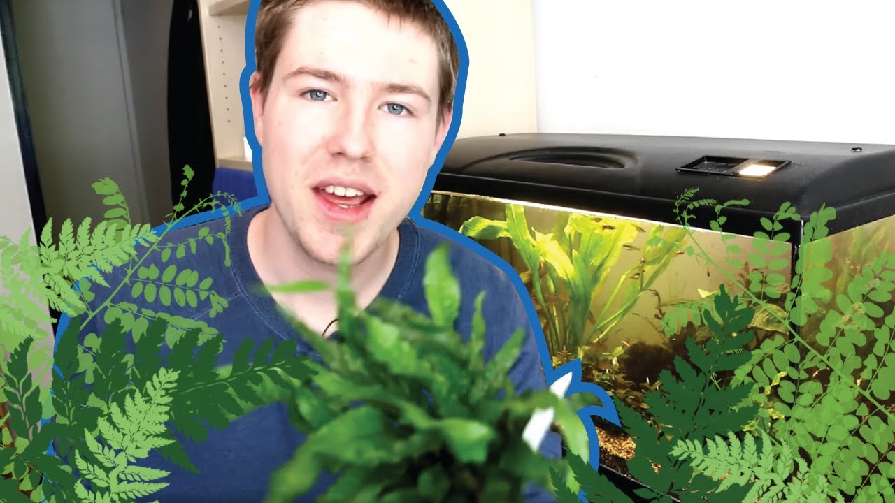 Java Fern - Basic Care, Different Types and a Great Beginner Plant