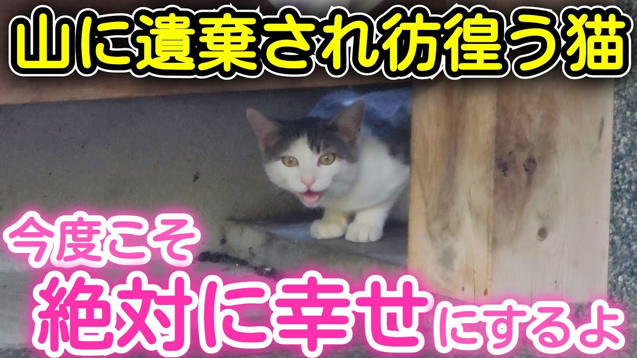 山に遺棄された子猫、幸せにするために保護しました
