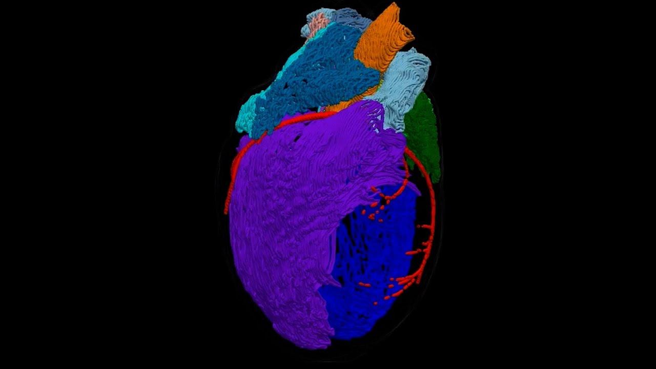 3D Model of the Heart&rsquo;s &lsquo;Brain&rsquo;