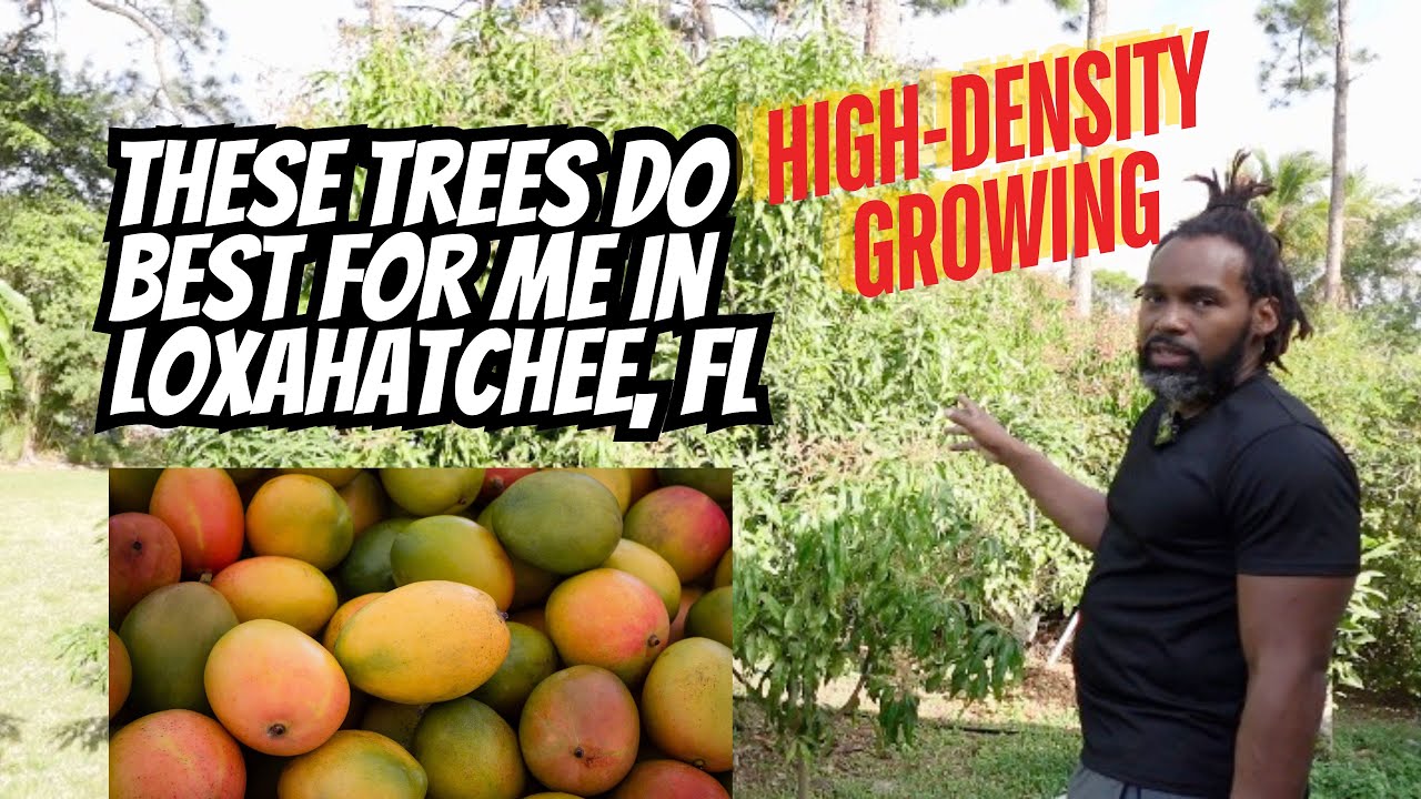 The Most High-Density Fruit Tree Yard I've Ever Filmed! Is It a Good Thing?