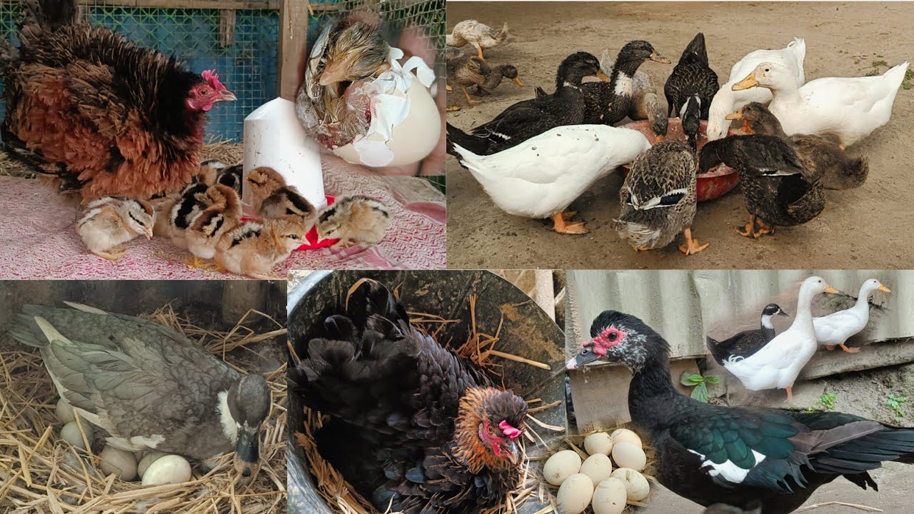 আলহামদুলিল্লাহ  আমাদের খামারে সব বাচ্চাগুলো ফুটে বের হয়েছে বন্ধুরা🥰 #duckfarming #banglavlog #duck 
