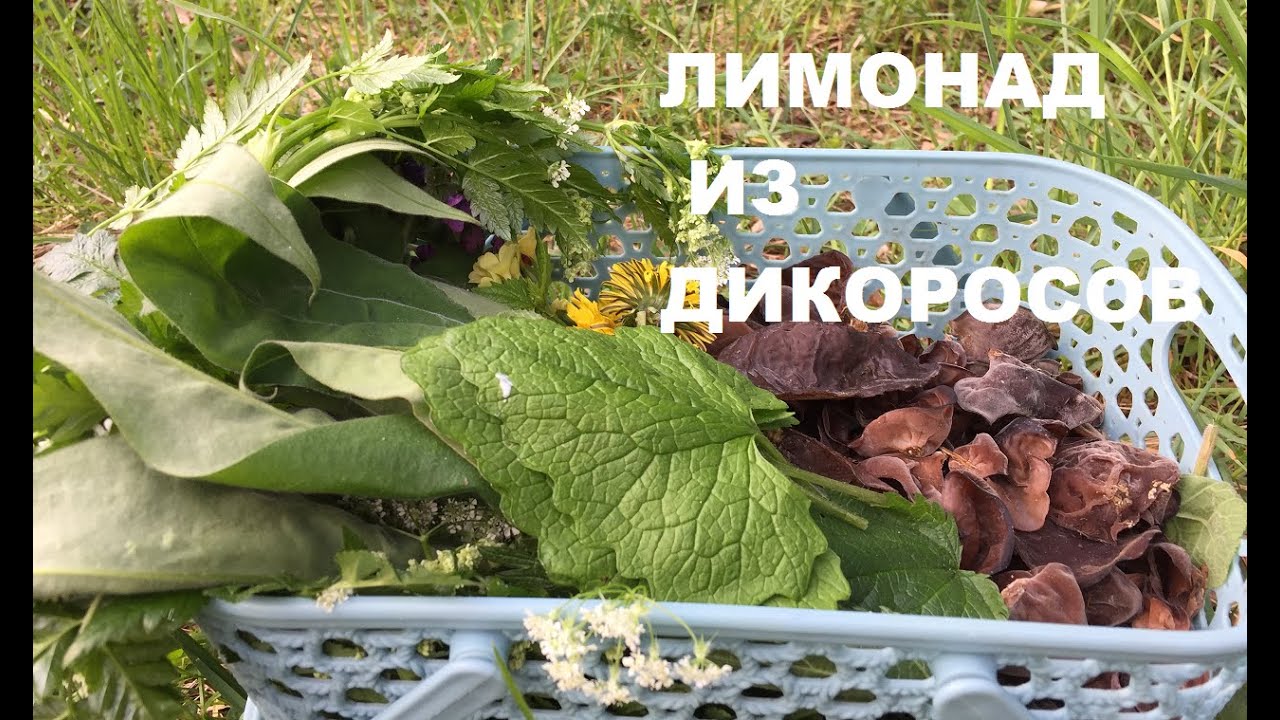 За дикорастущими РАСТЕНИЯМИ и ГРИБАМИ в мае. Лимонад с кислицей. Хрустящий салат.И снова ОРЛЯК.