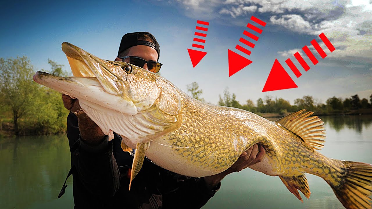 THE BIGGEST PIKE WE'VE NEVER SEEN ! (18kg+)