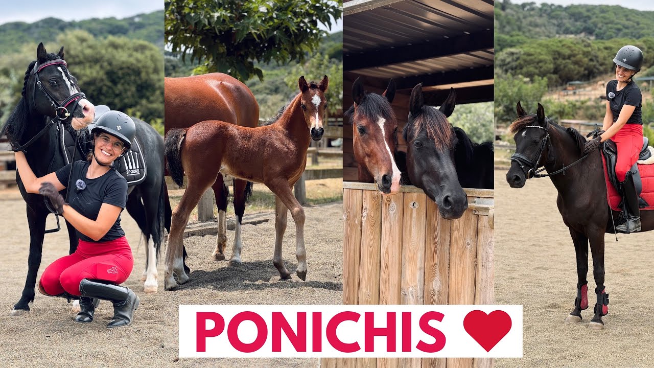 VLOG - Monto 4 ponichis 🌸👠🦋🃏 os presento una yeguada de ponis nueva! 🆕 Welsh 🏴󠁧󠁢󠁷󠁬󠁳󠁿🐴