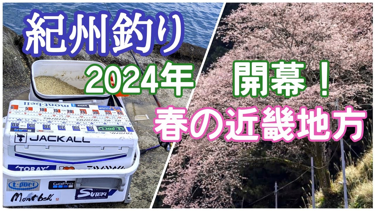 紀州釣り 2024年 チヌ開幕！🌸　 #チヌ釣り  #紀州釣り #がまかつ #和歌山釣り  #三重釣り　 #黒鯛釣り #グレ釣り　#桜
