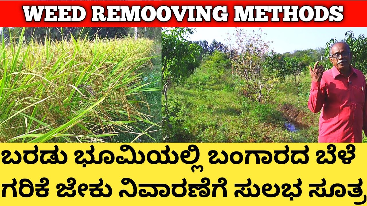 ಬರಡು ಭೂಮಿಯಲ್ಲಿ ಬಂಗಾರದ ಬೆಳೆ | ಗರಿಕೆ ಹುಲ್ಲು, ಜೇಕು ಕಳೆ ನಿವಾರಣೆಗೆ ಸುಲಭ ಸೂತ್ರಗಳು | Weed Remooving Methods