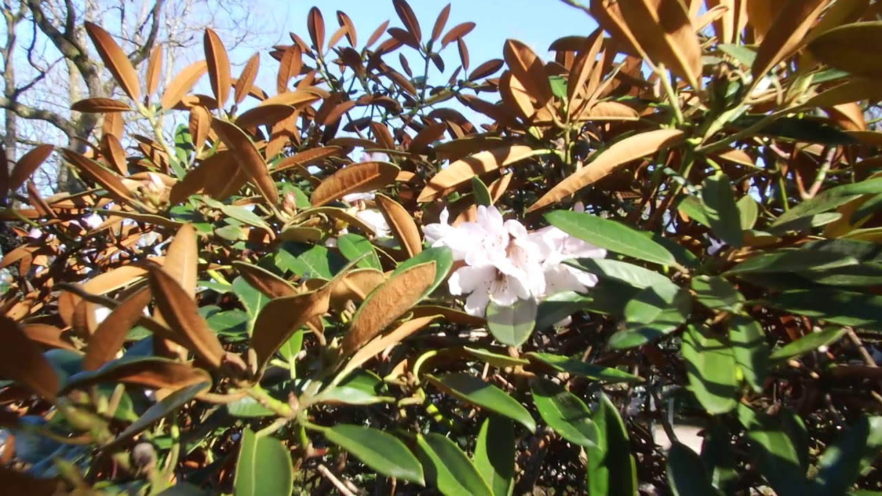 Tidig Rhododendron i Botaniska