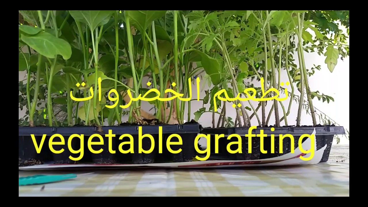 تطعيم الخضروات Vegetable Grafting