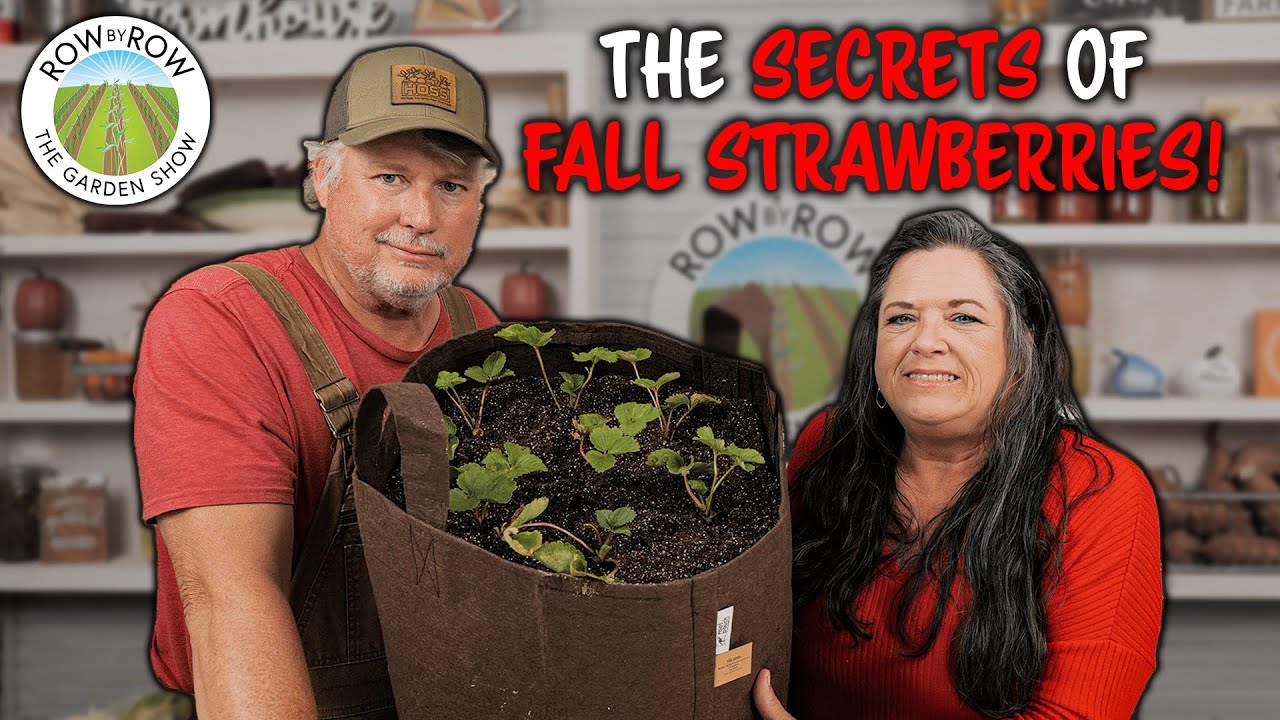 How To Plant And Grow Strawberries This Fall