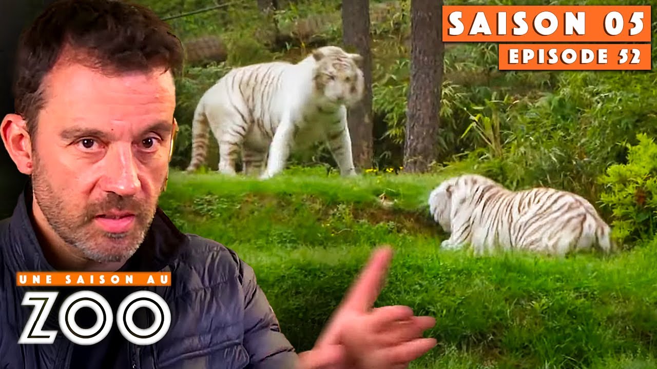 1ère Rencontre Tendue entre les Tigres Blancs Rewa & Hadès | S05E52 | Intégrale | Une saison au zoo