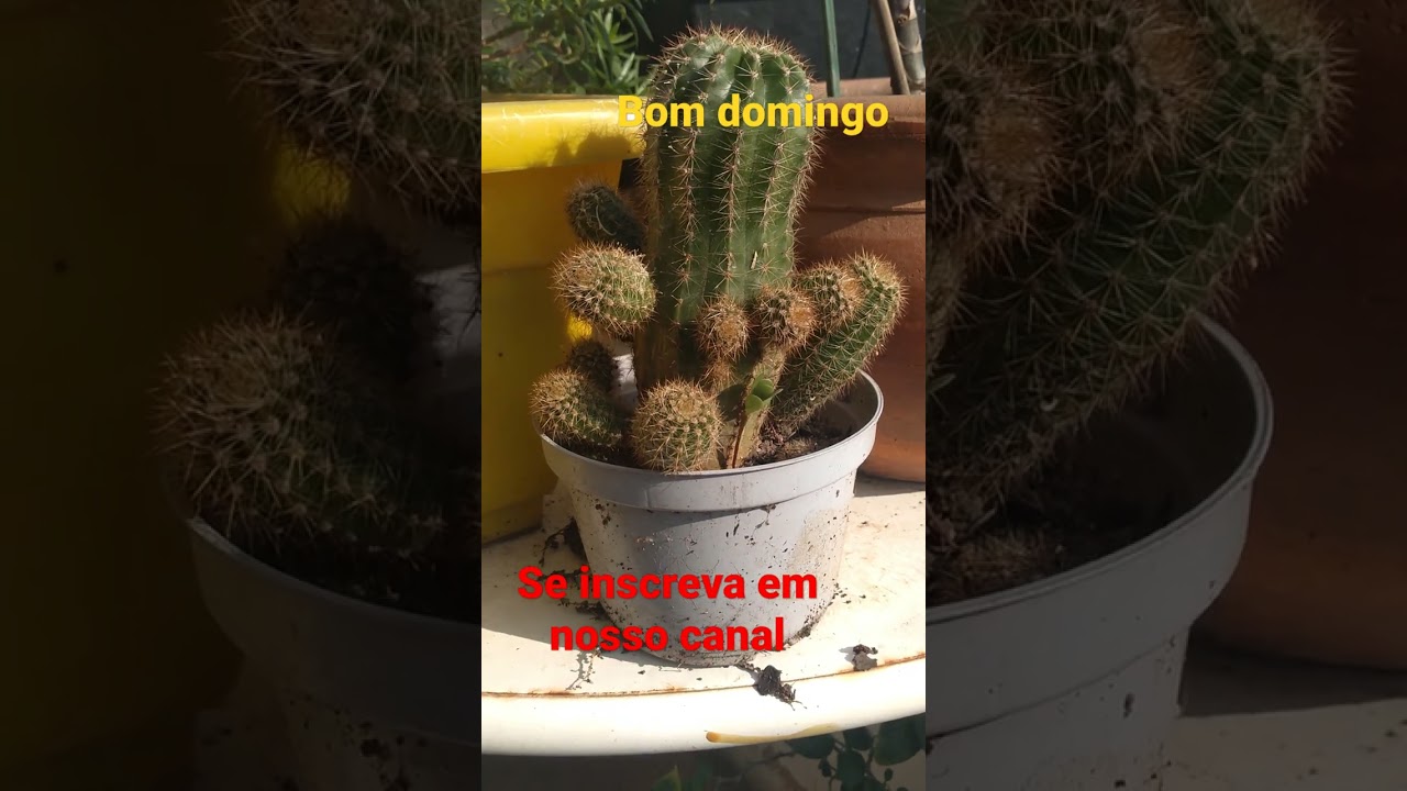 Cactos em vaso