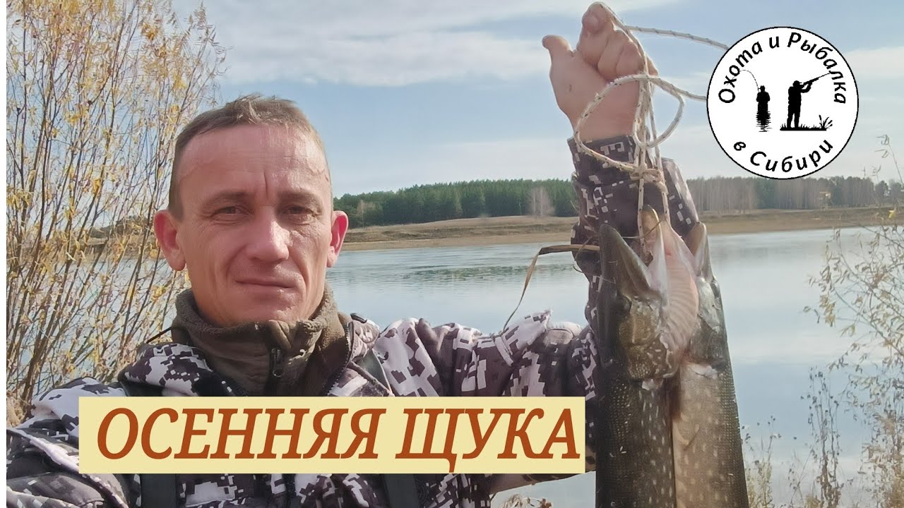 осенняя ловля щуки! как ловить?
