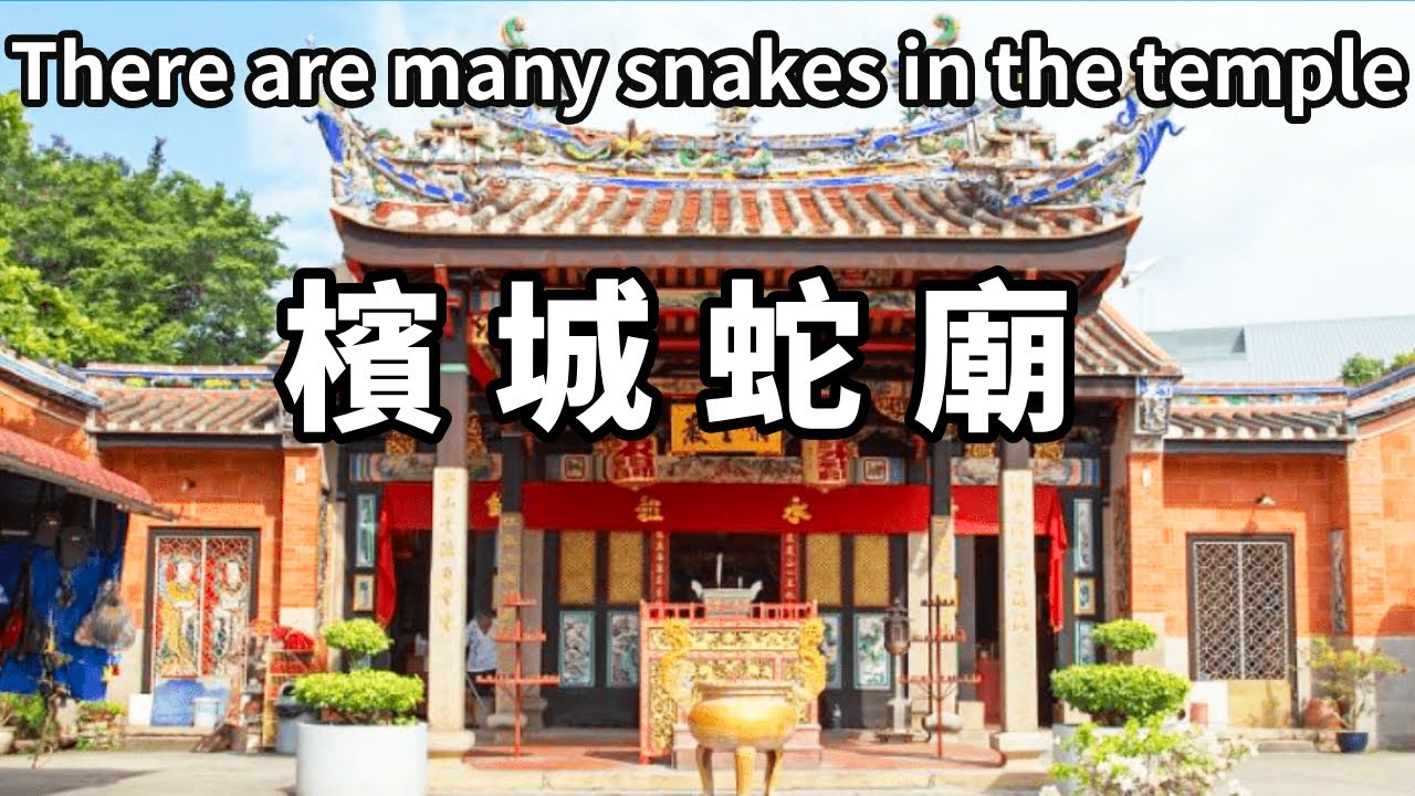 遍地都是蛇的寺廟你敢來嗎？馬來西亞檳城被毒蛇盤踞的百年寺廟，從不傷人堪稱奇觀【大海去旅行】#4K視頻