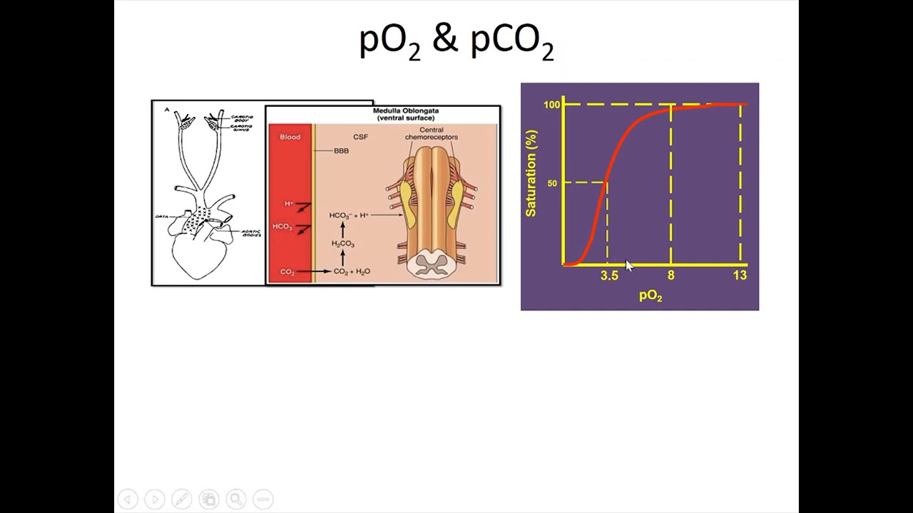 Chemical Control of Breathing
