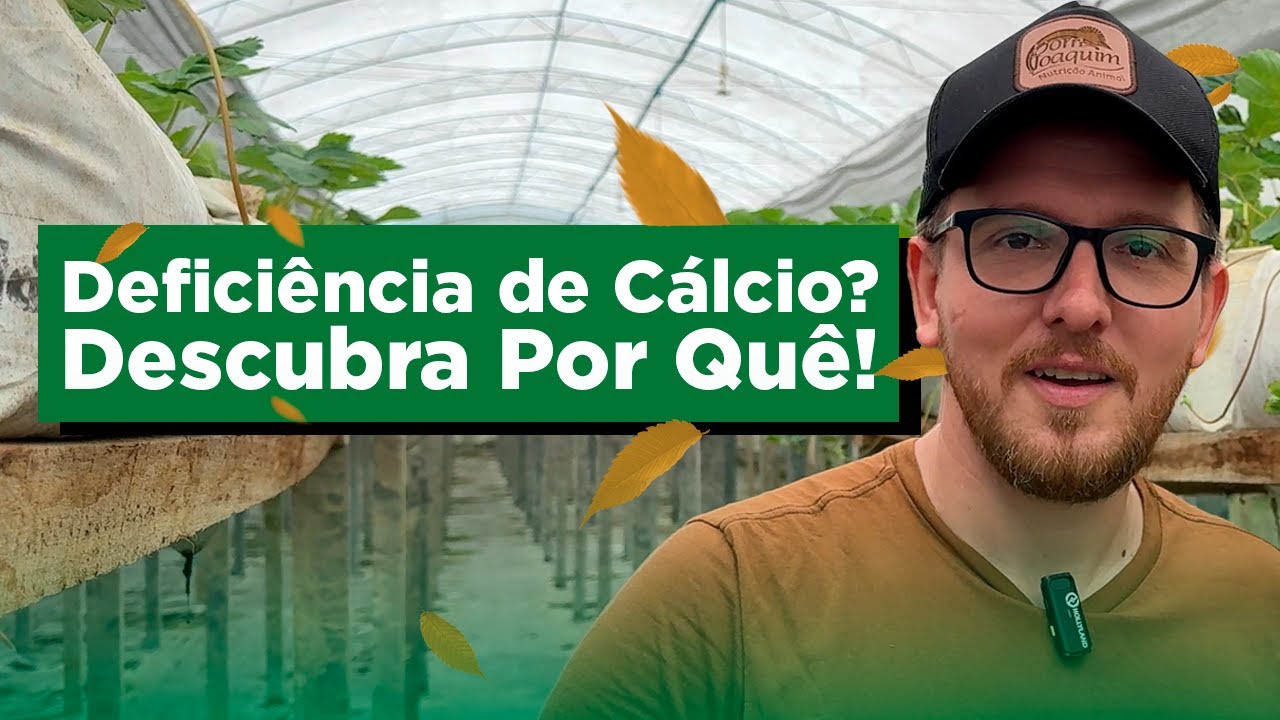 Como Identificar e Resolver Deficiência de Cálcio nas Plantas